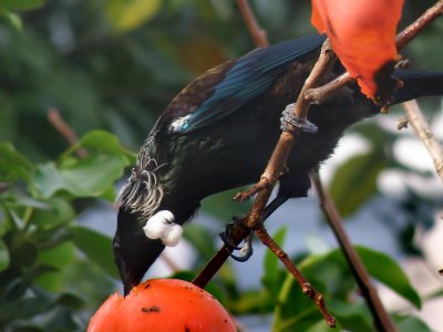 Tui Parson Bird 4