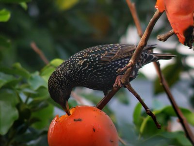 Starling 18