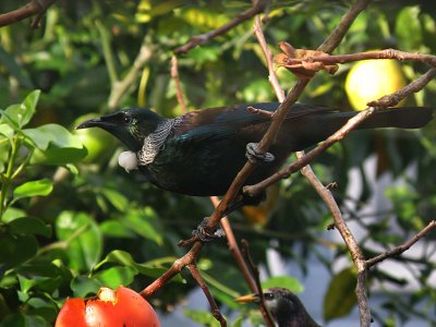 Tui Parson Bird 10