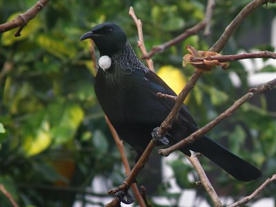 Tui Parson Bird 17