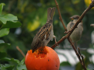 Two Sparrows 1