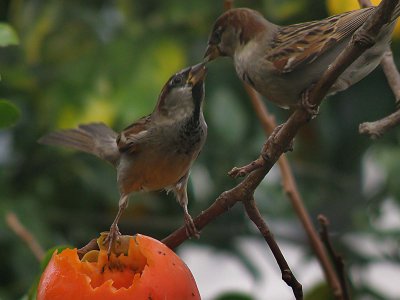 Two Sparrows 2