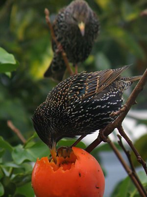 Two Starlings 1
