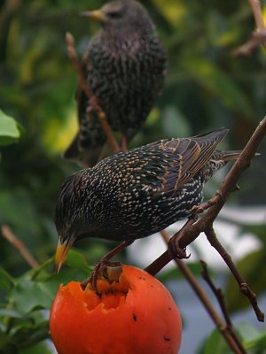 Two Starlings 2