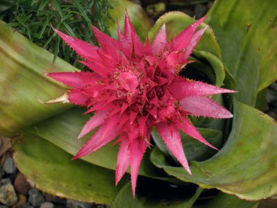 Bromeliad 3