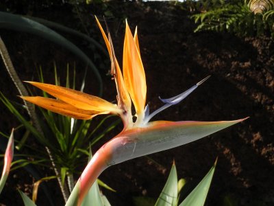 Bird of Paradise