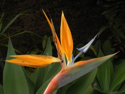 Bird of Paradise