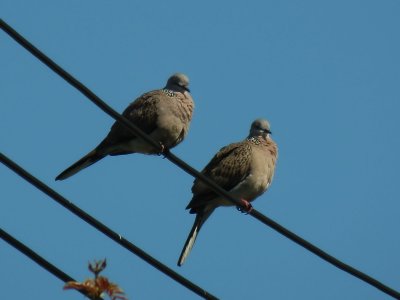 Spotted Doves