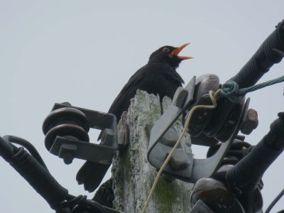 Blackbird
