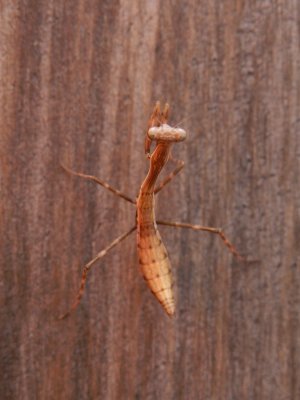 A Praying Mantis