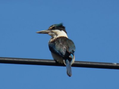 Kingfisher 2