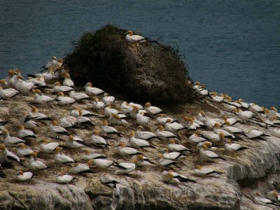 Gannet Colony 8 SP-570UZ