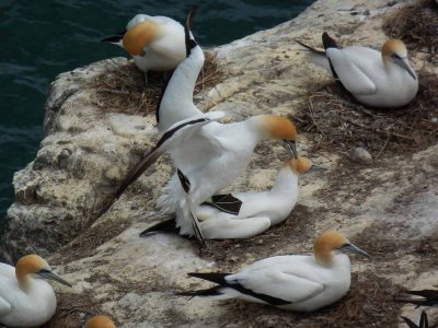 Gannets 1 SZ-30MR