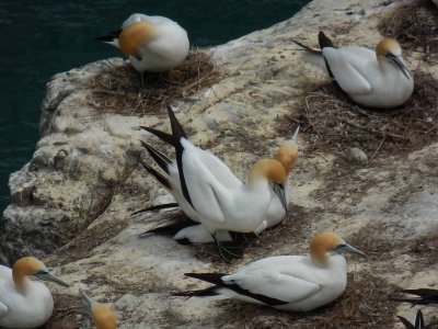 Gannets 2 SZ-30MR