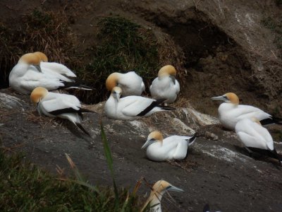 Gannets 3 SZ-30MR