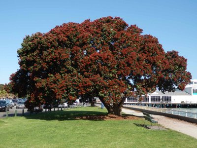 Pohutakawa Tree 3