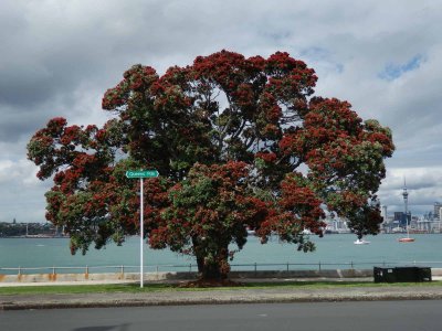 Pohutakawa Tree 4