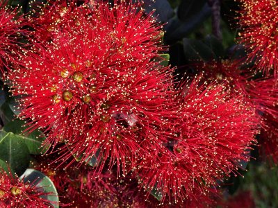 Pohutakawa Blossoms 3