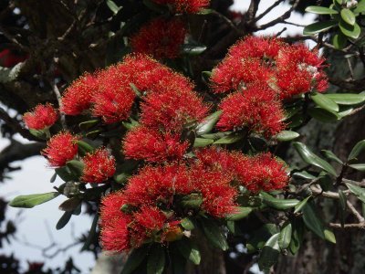 Pohutakawa Blossoms 4