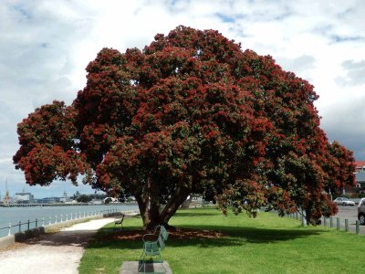 Pohutakawa Tree 6