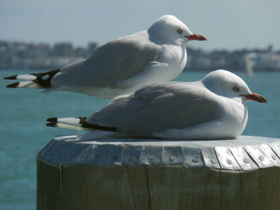 Gulls