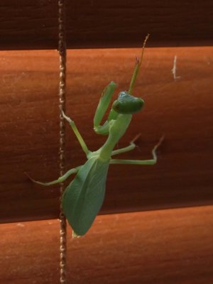 Praying Mantis 1