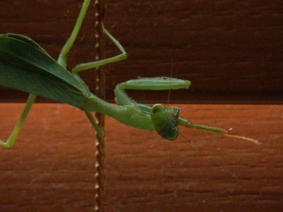 Praying Mantis 8