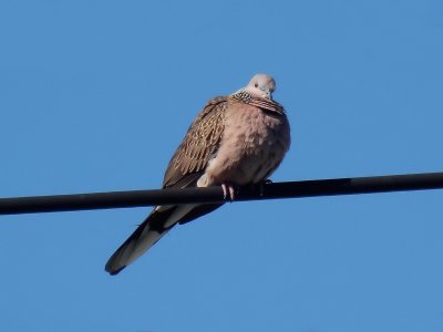 Spotted Dove