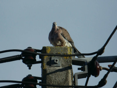 Spotted Dove 2