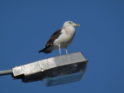 Blackbacked Gull 4