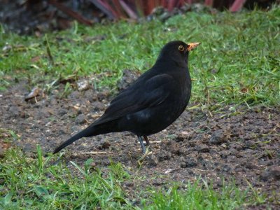 Blackbird 1