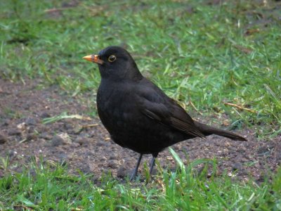 Blackbird 3