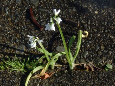 Wild Onion.