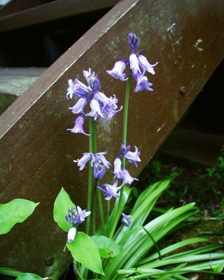 Bluebells.jpg