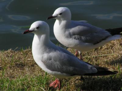 g4/07/245907/3/52294557.Gulls.jpg