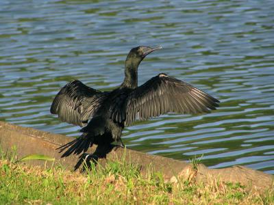 g4/07/245907/3/52294566.BlackCormorant.jpg