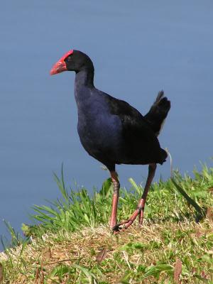 g4/07/245907/3/52294614.Pukeko.jpg