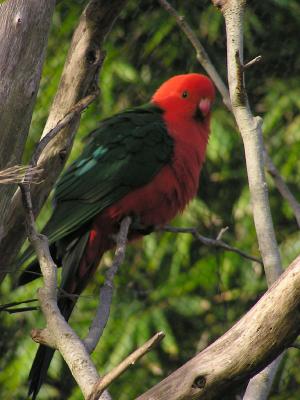 King Parrot 2