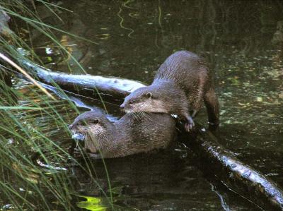 Two Otters 1