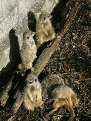 Meerkats 1