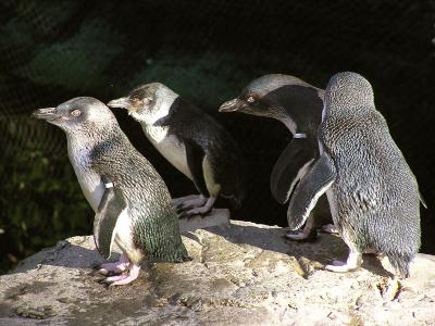 Small Penguins