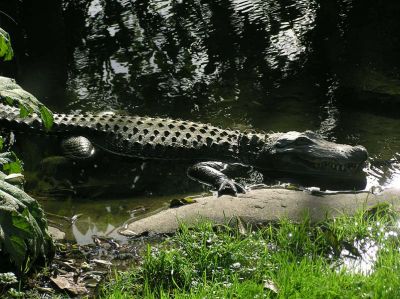 Alligator 1