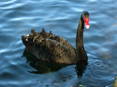 1 Swan