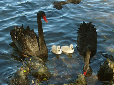 2 Swans 2 Cygnets again