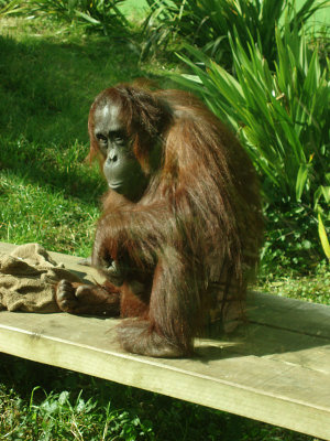 Orangutan