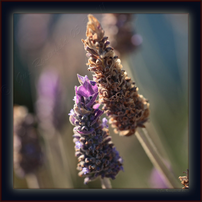 A Box Of Light - Transitional Late Afternoon Lavender Luminescence