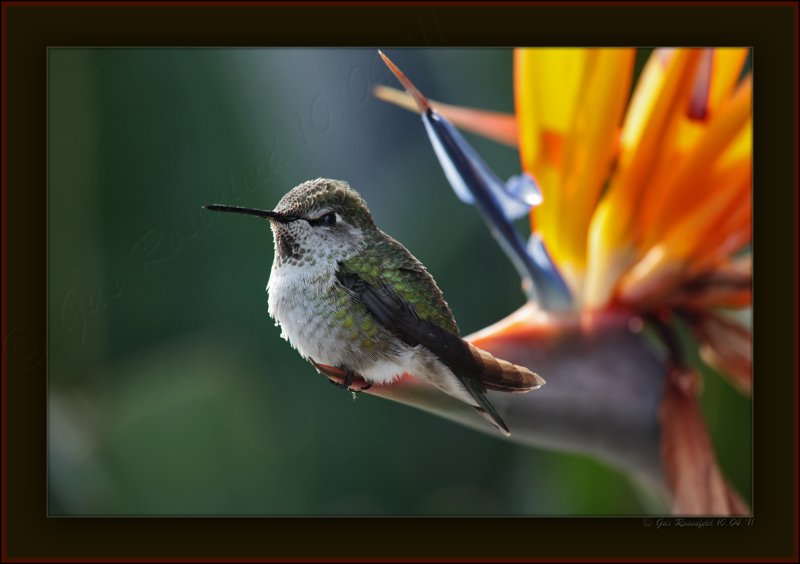 Two Birds, But Only One Of  A Feather