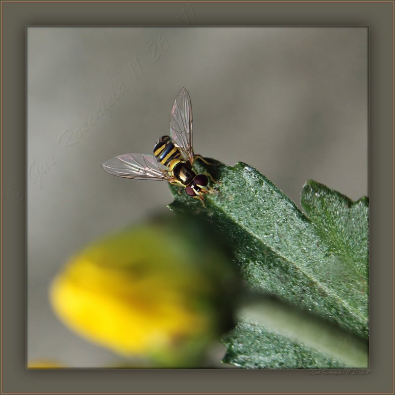 Its A Small Small World<br>Eyes To Butt = Less Than Half Inch