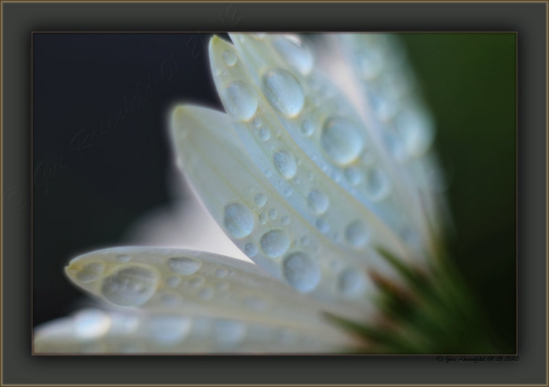 Just Enough Rain To Clean The City Off The Petal