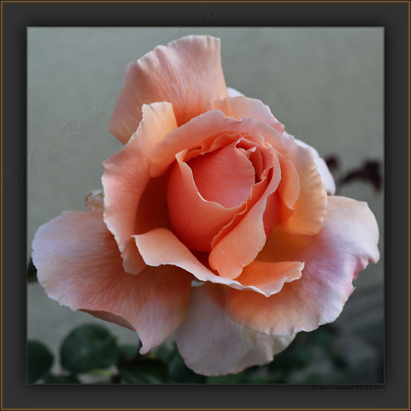 The Courtyard Rose